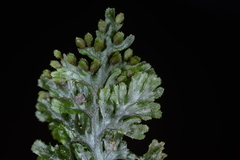 Hymenophyllum barbatum