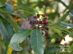 Pittosporum daphniphylloides