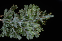 Hymenophyllum barbatum