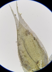 Hypnum resupinatum