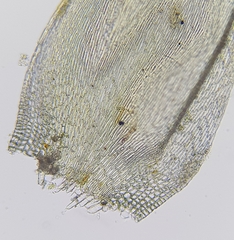 Hypnum resupinatum