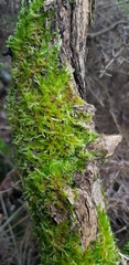 Hypnum resupinatum
