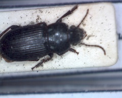 Harpalus oblitus