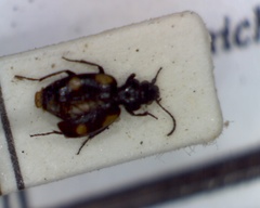 Lionychus quadrillum