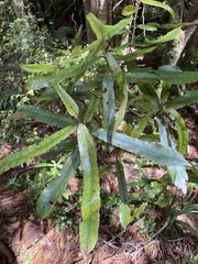 Elaeocarpus dentatus