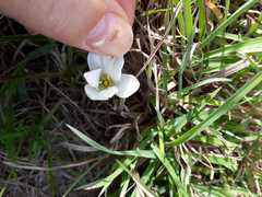 Apodolirion macowanii