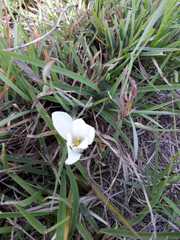 Apodolirion macowanii