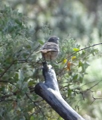 Pyrrholaemus brunneus