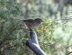 Pyrrholaemus brunneus