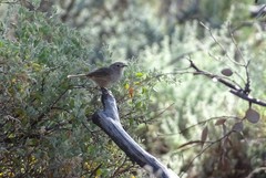 Pyrrholaemus brunneus