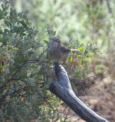 Pyrrholaemus brunneus