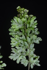 Hymenophyllum oligosorum