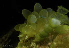 Sacoproteus smaragdinus
