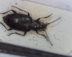 Bembidion striatum
