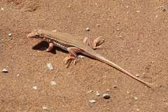 Meroles cuneirostris