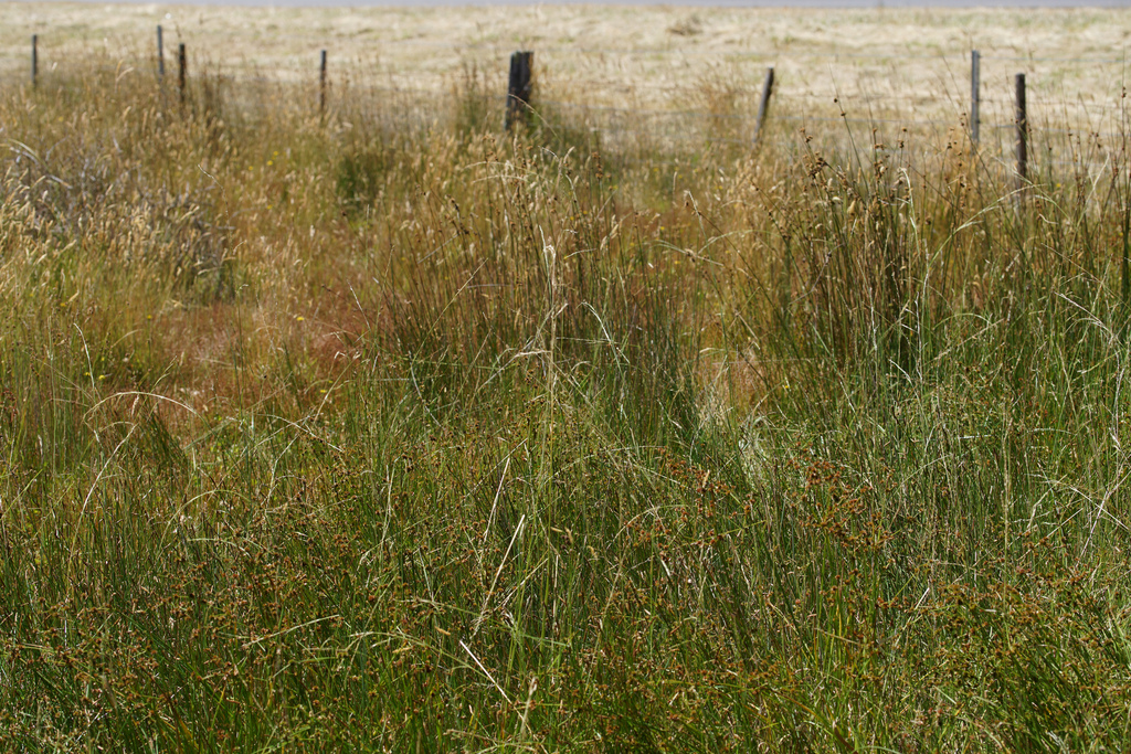 Swamp wallabygrass (Native Flora of the Victorian Volcanic Plains Part 1) · iNaturalist