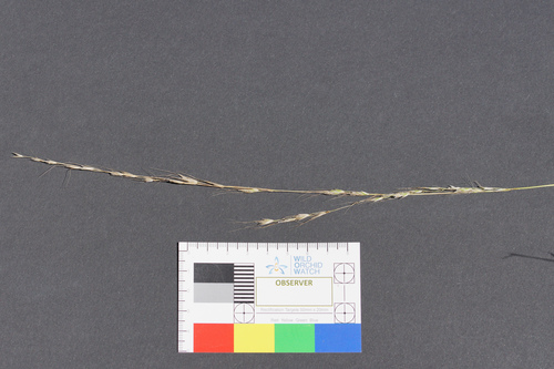 Amphibromus neesii, 2022-01-02