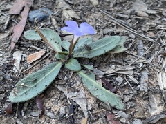 Brunoniella