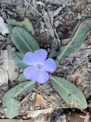 Brunoniella