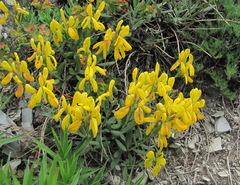 Genista humifusa