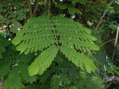 Caesalpinia pulcherrima