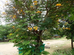 Caesalpinia pulcherrima