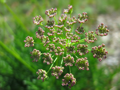 Laserpitium gallicum