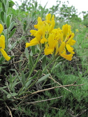 Genista humifusa