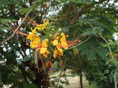 Caesalpinia pulcherrima