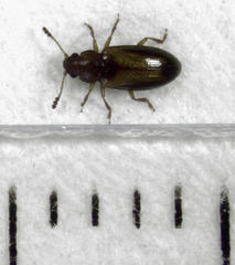 Loberus depressus