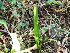 Curculigo orchioides