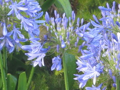 Zosterops lateralis chloronotus