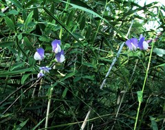 Lathyrus incurvus