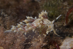 Cratena lineata