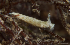 Dermatobranchus oculus