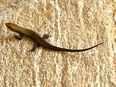 Eutropis tammanna