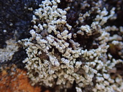 Stereocaulon corticatulum
