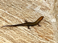Eutropis tammanna