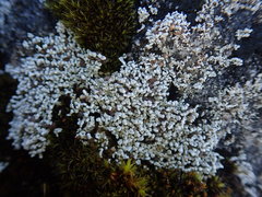 Stereocaulon corticatulum