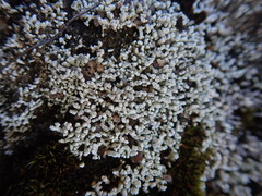 Stereocaulon corticatulum