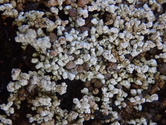 Stereocaulon corticatulum