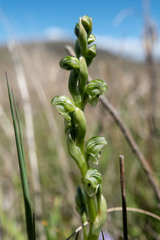Pterostylis crassicaulis