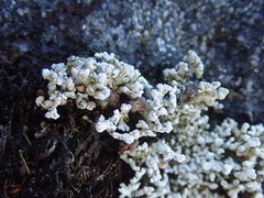Stereocaulon corticatulum