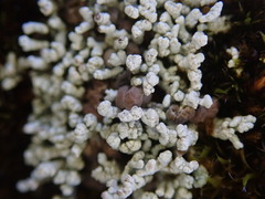 Stereocaulon corticatulum