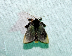 Pida apicalis