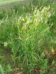 Tragopogon podolicus