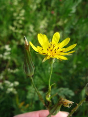 Tragopogon podolicus
