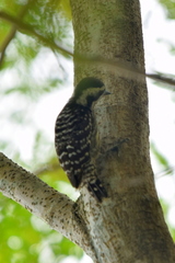 Yungipicus moluccensis