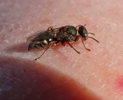 Sericophorus
