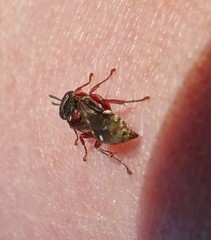 Sericophorus